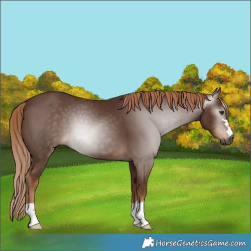 Horse Color:Gray Chestnut 