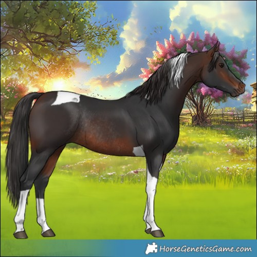Horse Color:Brown Tobiano Rabicano 