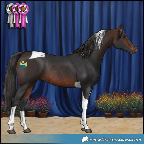 Horse Color:Brown Tobiano Rabicano 