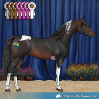 Horse Color:Brown Tobiano Rabicano 