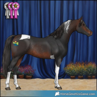 Horse Color:Brown Tobiano Rabicano