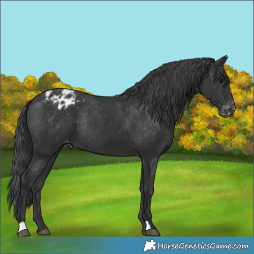 Horse Color:Black Appaloosa Rabicano 