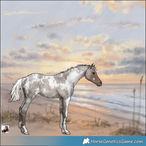 Horse Color:White Spotted Silver Blue Roan 