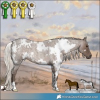 Horse Color:White Spotted Silver Blue Roan
