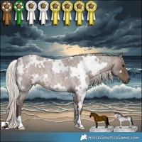 Horse Color:White Spotted Silver Blue Roan 