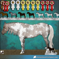 Horse Color:White Spotted Silver Blue Roan 
