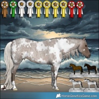 Horse Color:White Spotted Silver Blue Roan