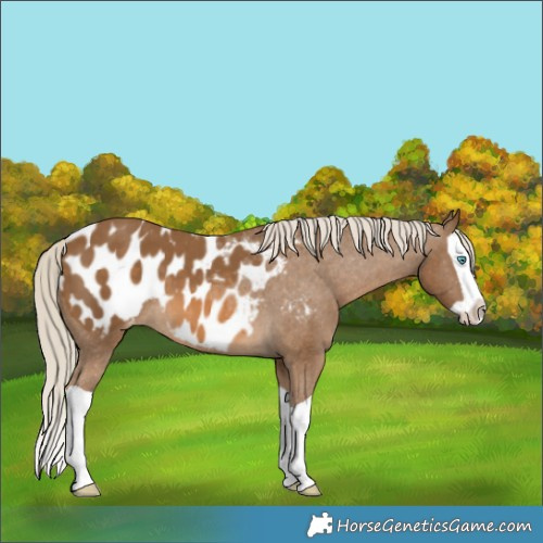 Horse Color:Chocolate Palomino Splash Blanket 