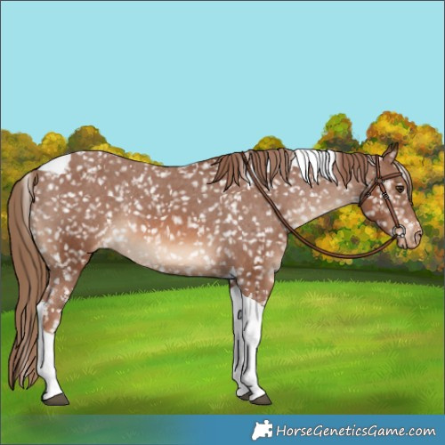 Horse Color:Chestnut Tobiano Snowflake Varnish
