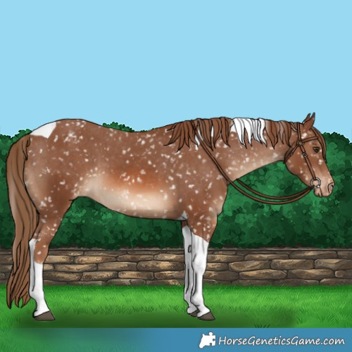 Horse Color:Chestnut Tobiano Appaloosa 