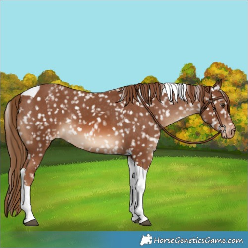 Horse Color:Chestnut Tobiano Snowflake Varnish
