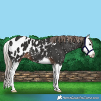 Horse Color:Liver Chestnut Splash Appaloosa