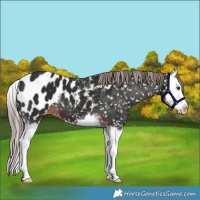 Horse Color:Liver Chestnut Splash Blanket 