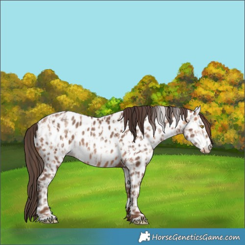 Horse Color:Amber Champagne Near Leopard  and Amber Champagne Near Leopard 
