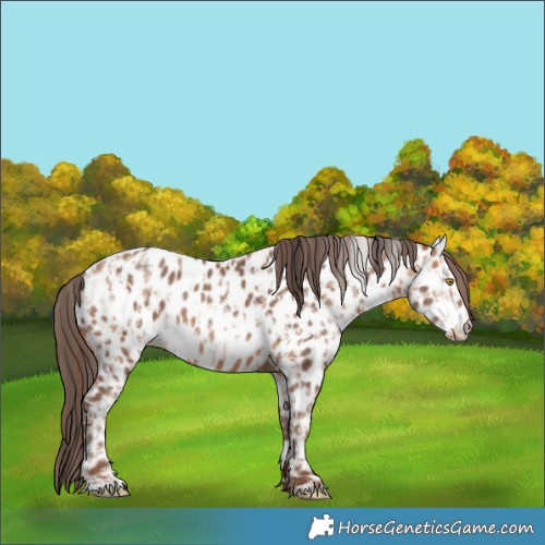 Horse Color:Amber Champagne Appaloosa  and Amber Champagne Appaloosa 