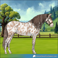 Horse Color:Amber Champagne Leopard  and Amber Champagne Leopard 