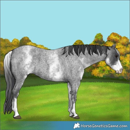 Horse Color:White Spotted Blue Roan 