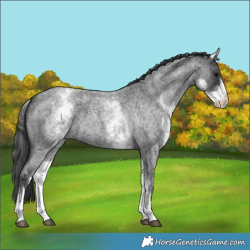 Horse Color:White Spotted Blue Roan