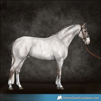 Horse Color:Silver Blue Roan Sabino 