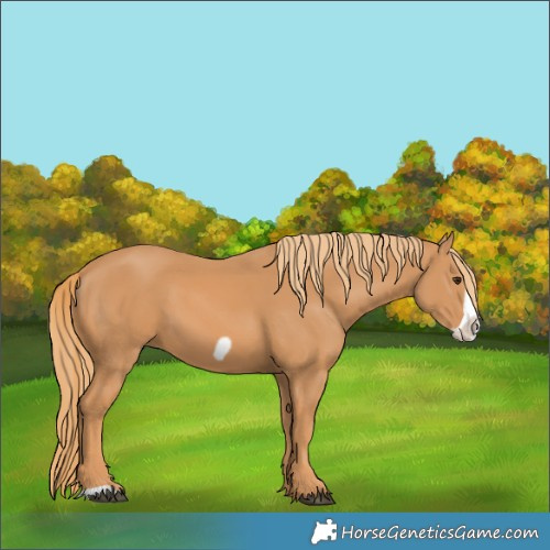 Horse Color:Chestnut Frame 