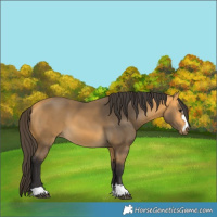 Horse Color:Buckskin 