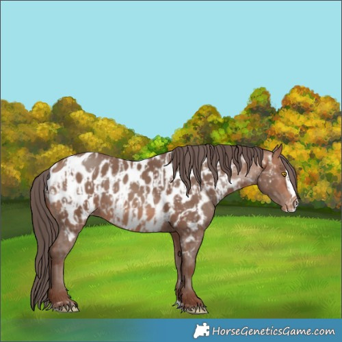 Horse Color:Sable Champagne Appaloosa  and Sable Champagne Splash Appaloosa 