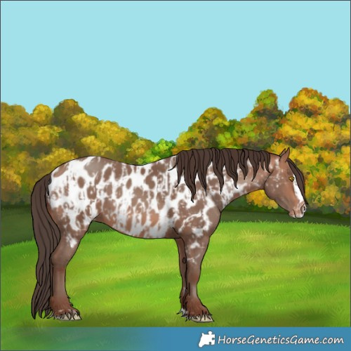Horse Color:Sable Champagne Near Leopard  and Sable Champagne Splash Near Leopard 