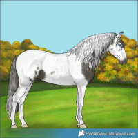 Horse Color:Gray Smoky Grullo Splash Tobiano Frame Appaloosa 