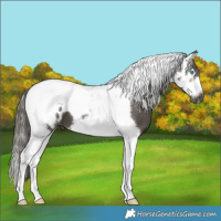 Horse Color:Gray Smoky Grullo Splash Tobiano Frame Blanket 