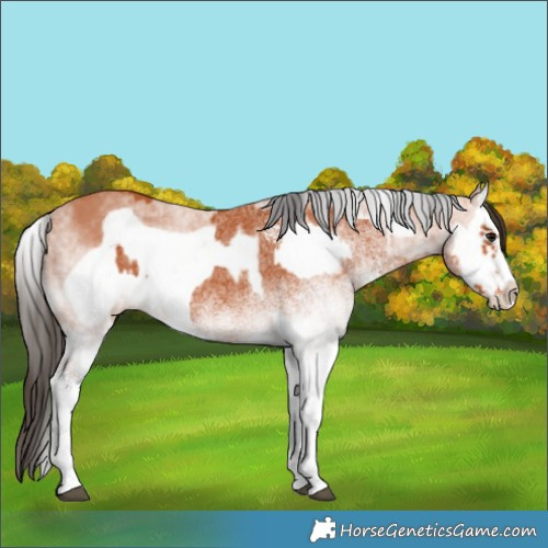 Horse Color:White Spotted Bay Splash  and White Spotted Bay Splash Frame 