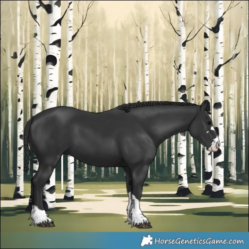 Horse Color:Black 