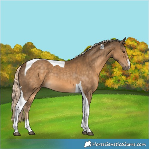 Horse Color:Chocolate Palomino Tobiano 