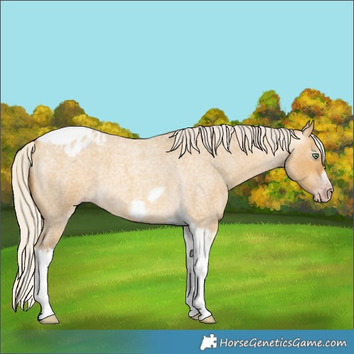 Horse Color:Gray Silver Amber Cream Champagne Roan Dun Splash Tobiano Frame Appaloosa Rabicano