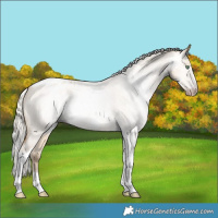 Horse Color:Gray Silver Amber Cream Champagne Roan Dun Splash Tobiano Frame Varnish Rabicano