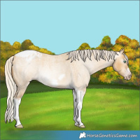 Horse Color:Gray Silver Amber Cream Champagne Roan Dun Splash Tobiano Frame Appaloosa Rabicano