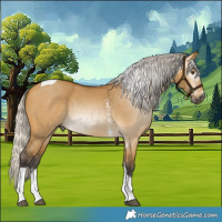 Horse Color:Gray Silver Buckskin Dun Sabino Tobiano Rabicano 