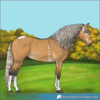 Horse Color:Gray Silver Buckskin Dun Sabino Tobiano Rabicano