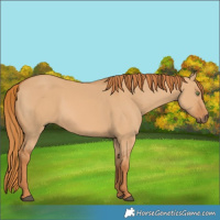 Horse Color:Red Dun