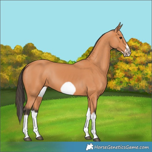 Horse Color:Bay Splash Frame 