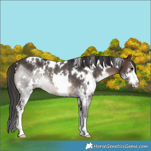 Horse Color:White Spotted Brown Sabino Rabicano