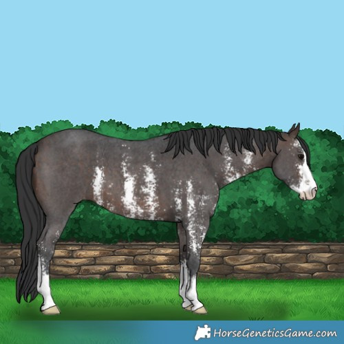 Horse Color:Brown Sabino 
