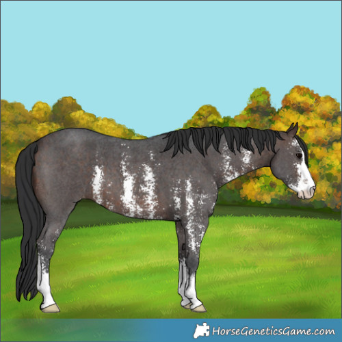 Horse Color:Brown Sabino