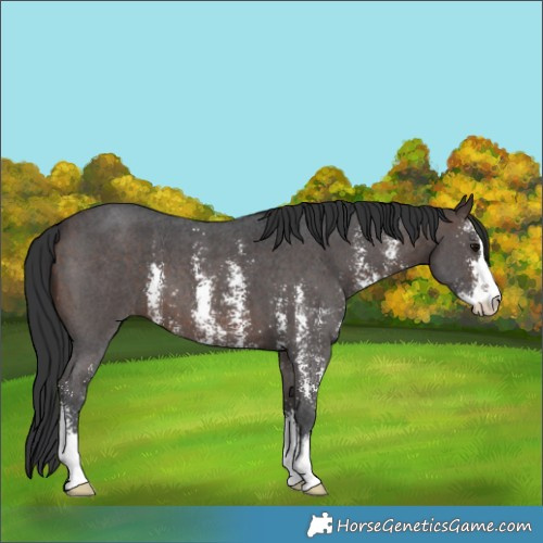 Horse Color:Brown Sabino