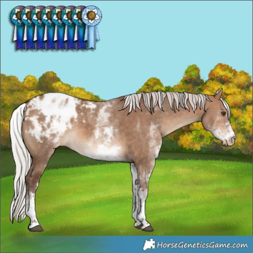 Horse Color:White Spotted Silver Bay Dun Varnish Rabicano 