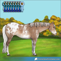 Horse Color:White Spotted Silver Bay Dun Varnish Rabicano 