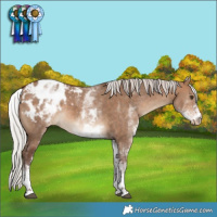 Horse Color:White Spotted Silver Bay Dun Appaloosa Rabicano