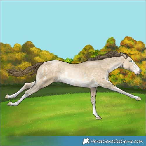 Horse Color:Buckskin Pearl Sabino 
