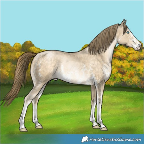 Horse Color:Buckskin Pearl Sabino