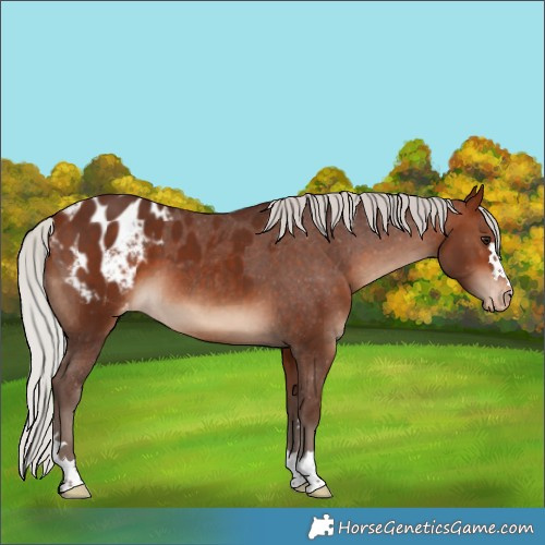 Horse Color:Silver Bay Blanket 
