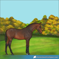 Horse Color:Bay Rabicano 